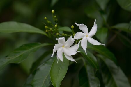 White Sampaguita Jasmine Or Arabian Jasmine In Gardenの写真素材 イメージマート