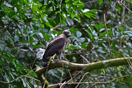 Crested Serpent Eagle resting on a perch in forest, Thailandの写真素材