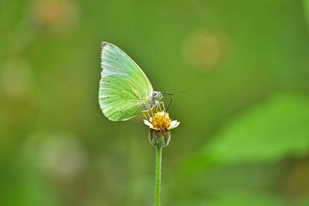 Butterfly on flower in a meadow, In spring close-up of a macro.の写真素材
