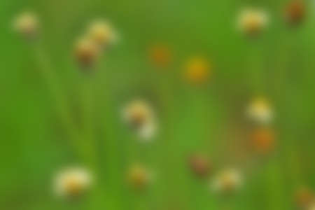 Blurred of flowers background in nature. abstract blurred green backgroundの写真素材