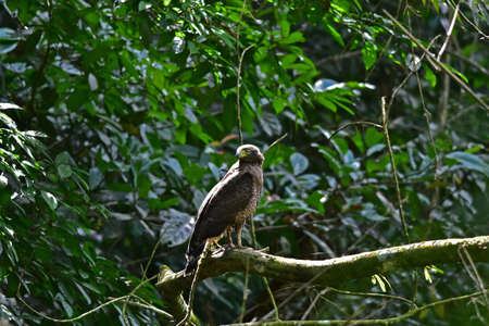 Crested Serpent Eagle resting on a perch in forest, Thailand