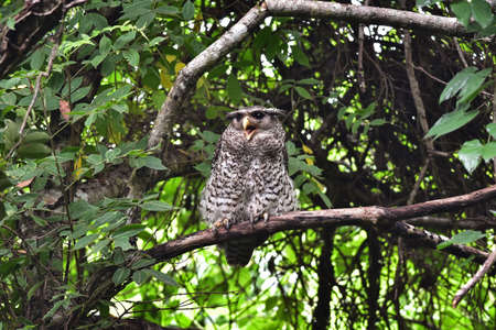 Spot-Bellied Eagle Owl bird sitting on the tree in nature, Thailandの写真素材
