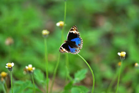 Butterfly on flower in a meadow, In spring close-up of a macro.