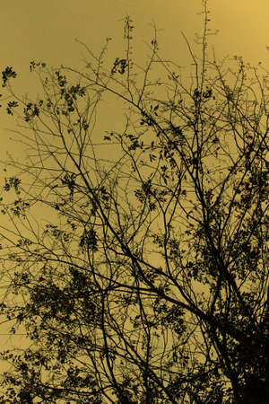 Wood texture  backgroundの写真素材