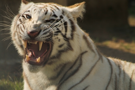 white tigerの写真素材