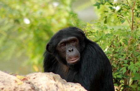 Chimpanzee
