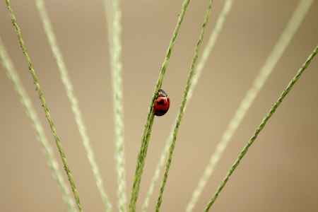 Ladybug の写真素材