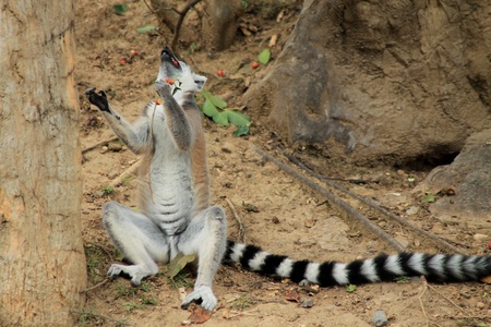 Lemur