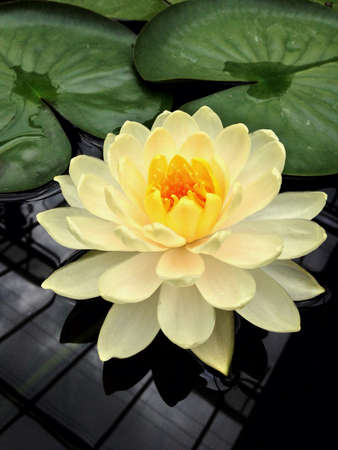 White Lotusの素材