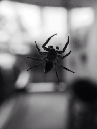 Close up spiderの素材