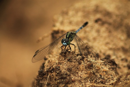 Close up beautiful Dragonfly