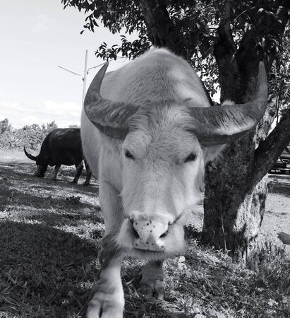 White Buffalo 