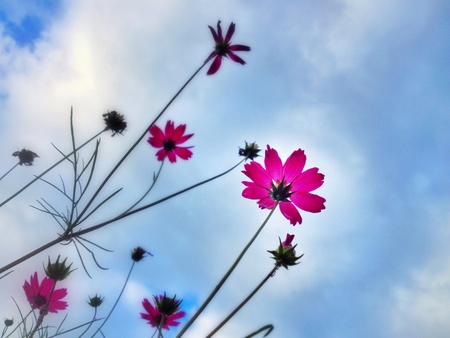Pink Flowers