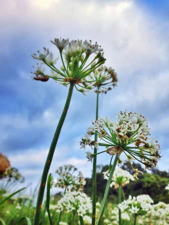 White Flowersの素材