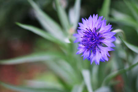 Beautiful Flowers