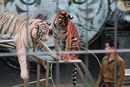 Chiang Mai, Thailand - December 12, 2013 , Tiger Show at Chiang Mai Night Safari のeditorial素材