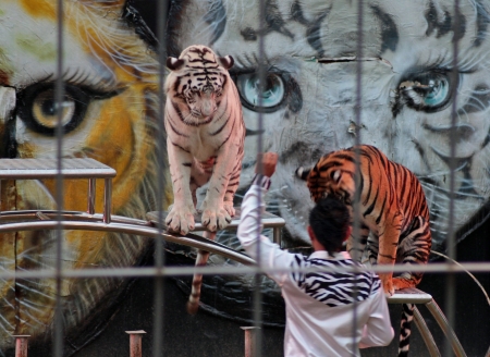 Chiang Mai, Thailand - December 12, 2013 , Tiger Show at Chiang Mai Night Safari 