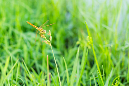 Close up of Dragonfly in the Gardenの写真素材