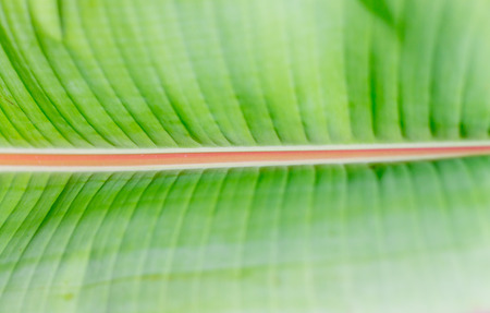 Close up of banana leafの写真素材