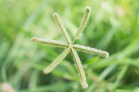 close up of  goosegrass on green backgroundの写真素材