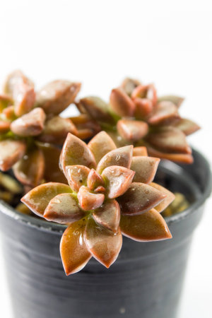 Close up cactus  on white backgroundの写真素材