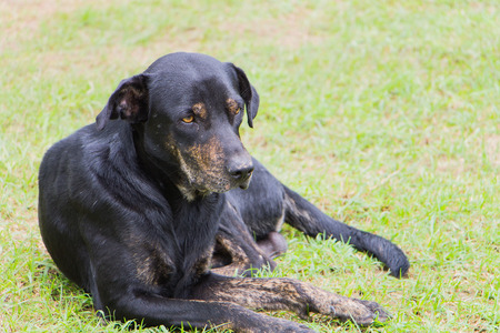 Old black rottweiler sitting at the yardの写真素材