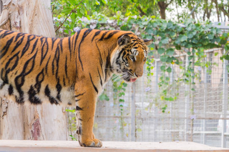 Young Bengal Tiger is standing in the cage
