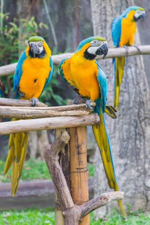 Blue and Yellow Macaw  in Chiangmai Thailandの写真素材