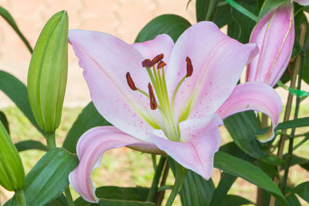 Close Up of Bouquet of fresh pink lilyの写真素材