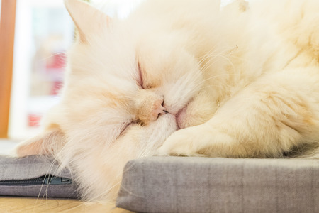 Cute cat portrait in the wooden roomの写真素材