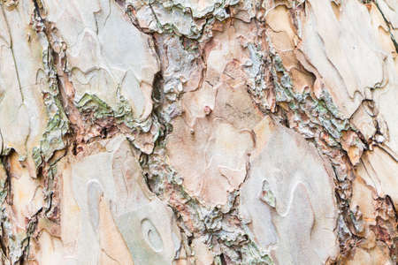 Close up Bark of Pine Tree ,texture background