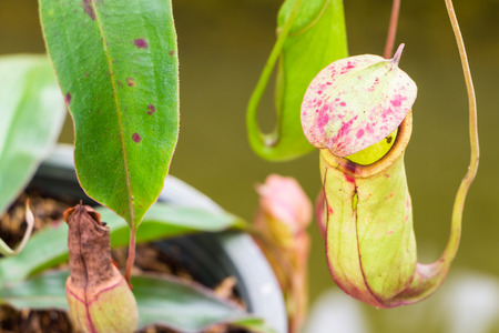 Close up of Nepenthes in The Gardenの写真素材