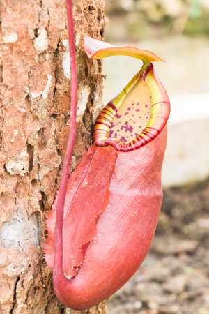 Close up of Nepenthes in The Gardenの写真素材