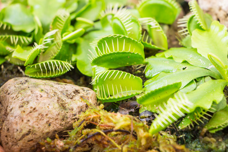 Close up Venus Flytrap (Carnivorous plant)