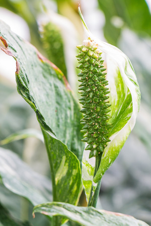 Close up Beautiful Flowers Spathiphyllum on leaves backgroundの写真素材