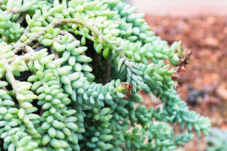 Close up of Cactus on rock backgroundの写真素材