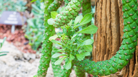 Close up of Cactus on rock backgroundの写真素材