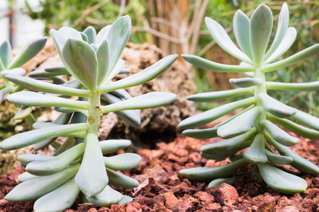 Close up of Cactus on rock backgroundの写真素材