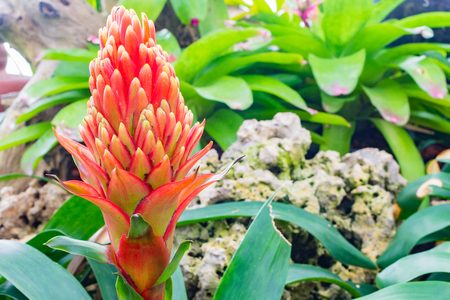 Colorful blooming bromeliad plants in The Greenhouseの写真素材