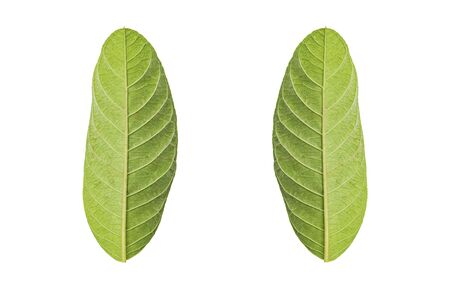Green leaf isolated on white background with Clipping path