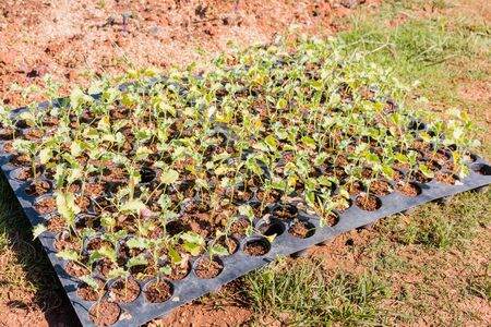 Row of Vegetable garden on The Hillの写真素材