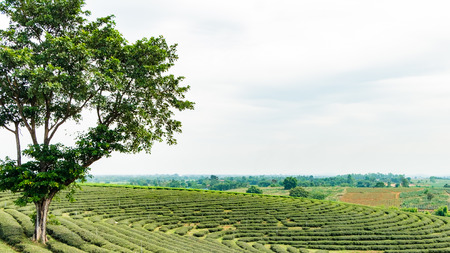 Choui Fong Tea farm, Chiang Rai Thailandの写真素材
