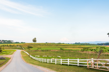 Green field and blue sky with white cloudsの写真素材