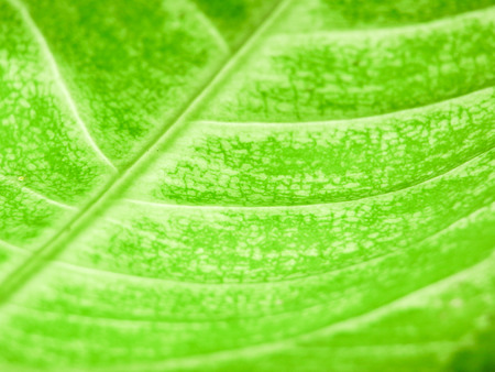 Detail of Green leaf texture backgroundの写真素材