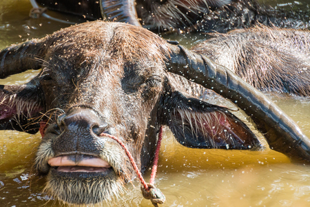 Thai Buffalo take a bath in the canalの写真素材