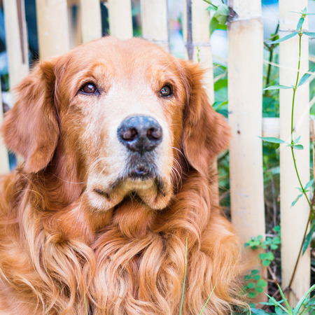 Portrait of a Golden retriever sitting in The gardenの写真素材
