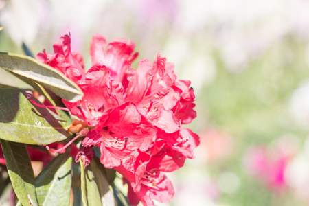 Azalea, Red Azalea flower blossom in gardenの写真素材