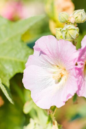 Closeup Flowers Holly Hock (Hollyhock)