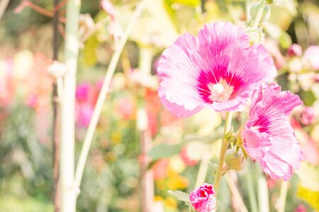 Closeup Flowers Holly Hock (Hollyhock)の写真素材