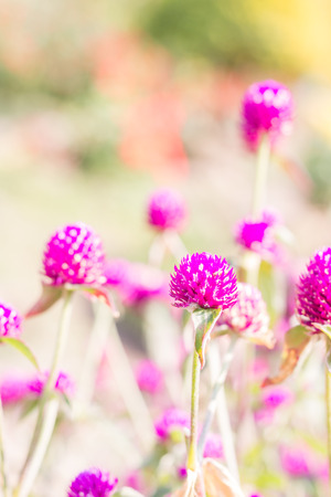 Globeamaranth blooming (Gomphrena globosa) on blur backgroundの写真素材